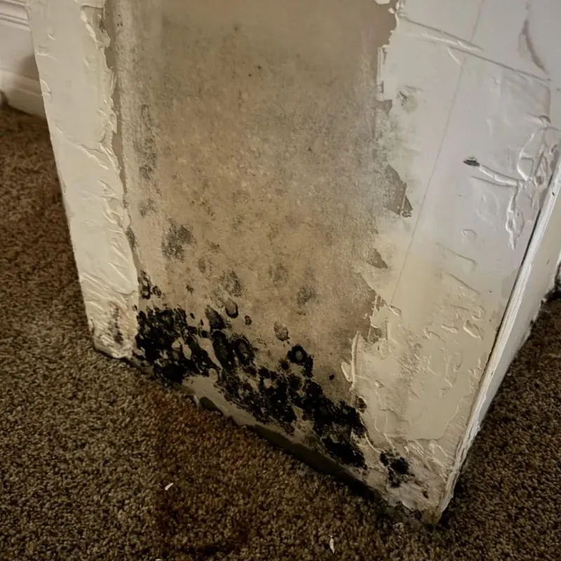 Professional Mold Removal in Lufkin, TX